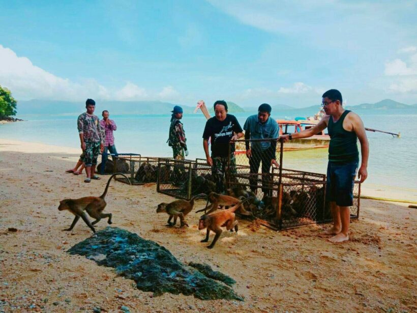 Monkeys released at Koh Payu – video and photos