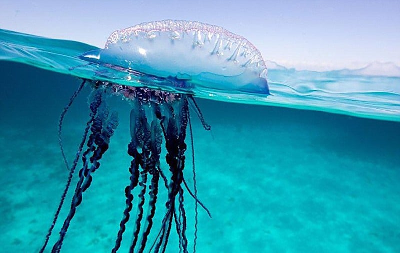 Phuket lifeguards warn about Portuguese man-o-war