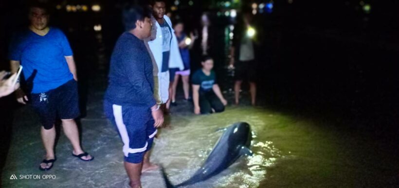 Striped dolphin washed up on Kamala beach