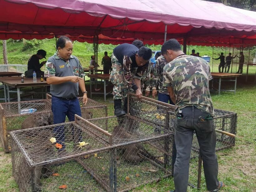 48 long-tailed macaques caught for sterilisation in Paklok