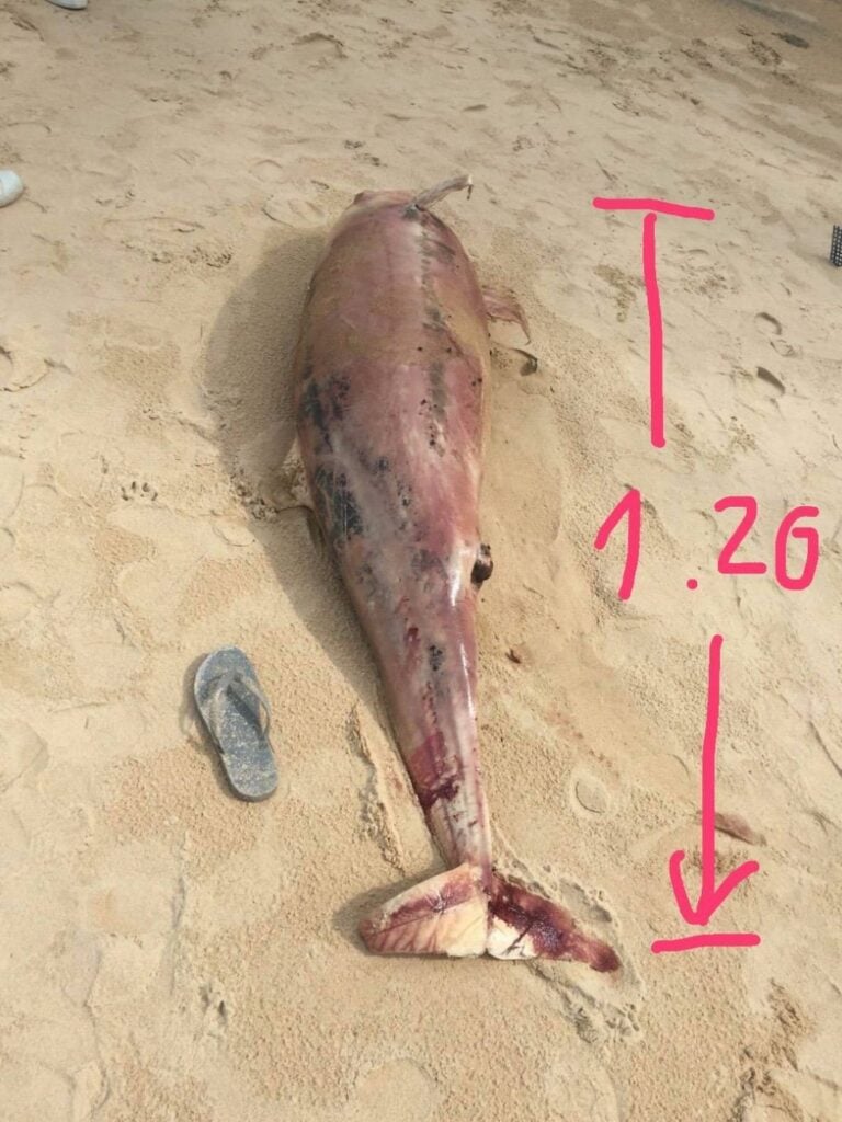 Dead dolphin washed ashore at Surin Beach | News by Thaiger