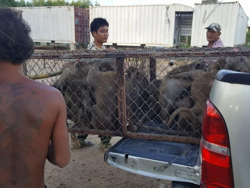 38 more monkeys captured in Rassada, water tanks installed on Koh Tanan | News by Thaiger