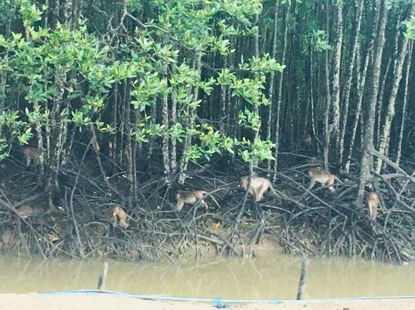 52 monkeys captured in Koh Sirey, 42 sterilised monkeys released in Rassada | News by Thaiger