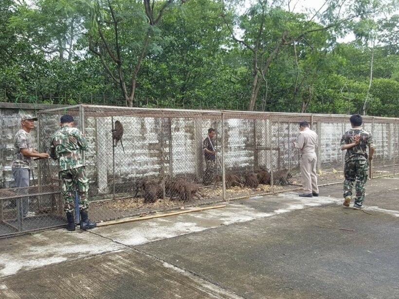 52 monkeys captured in Koh Sirey, 42 sterilised monkeys released in Rassada | News by Thaiger