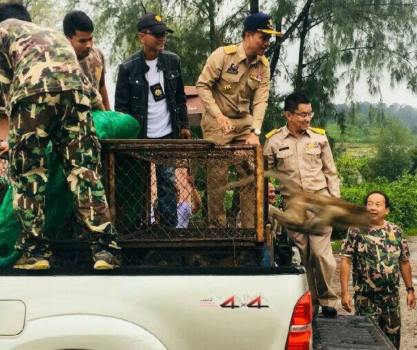 52 monkeys captured in Koh Sirey, 42 sterilised monkeys released in Rassada