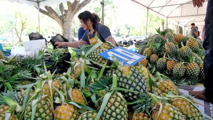 Lampang pineapple farmers picket City Hall over falling prices