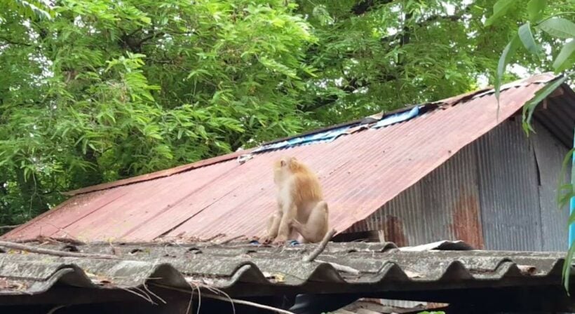 Monkey chase in Chalong