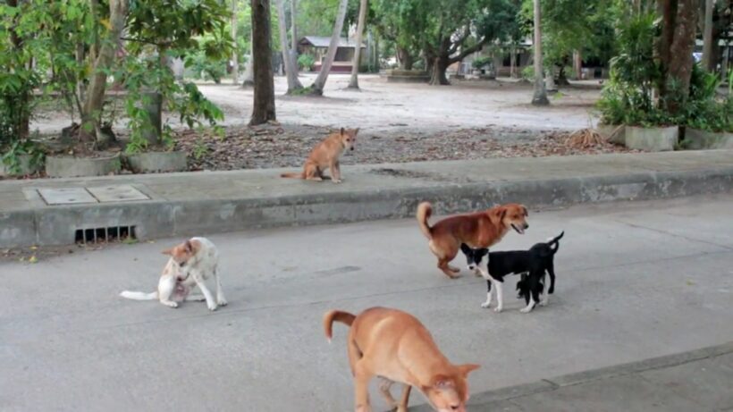 Rabies confined to one puppy in Prachuap Khiri Khan