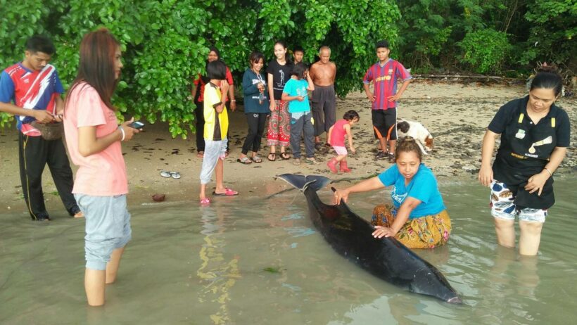 พบซากวาฬหัวทุยเล็กเกยตื้นบ้านเกาะมะพร้าว เจ้าหน้าที่มารับซากไปผ่าพิสูจน์เพื่อหาสาเหตุ | The Thaiger
