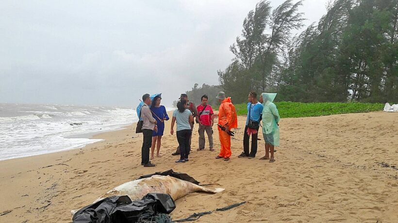 Rare dugong carcass washes up on Phang Nga beach