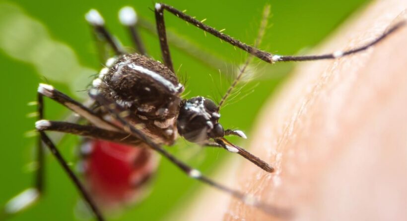 Phichit: Hundreds affected by Dengue