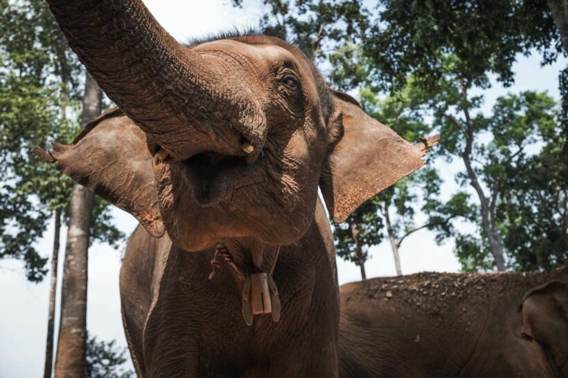 Visiting the Elephant Sanctuary Park in Chiang Mai