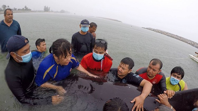 Pilot whale beaches itself in Songkhla