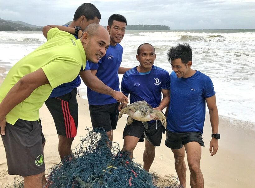 Three sea turtles washed up on Phuket beaches