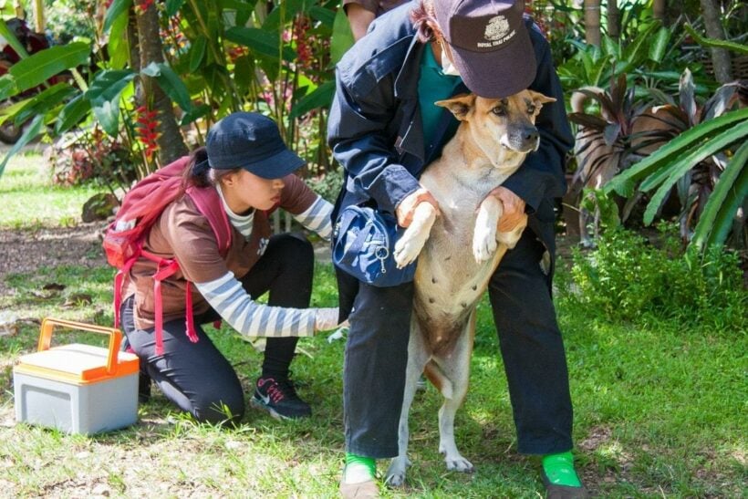 Chiang Mai: Mission ‘Rabies’