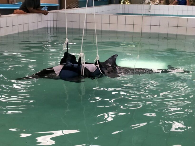 Veterinarians unable to save striped dolphin