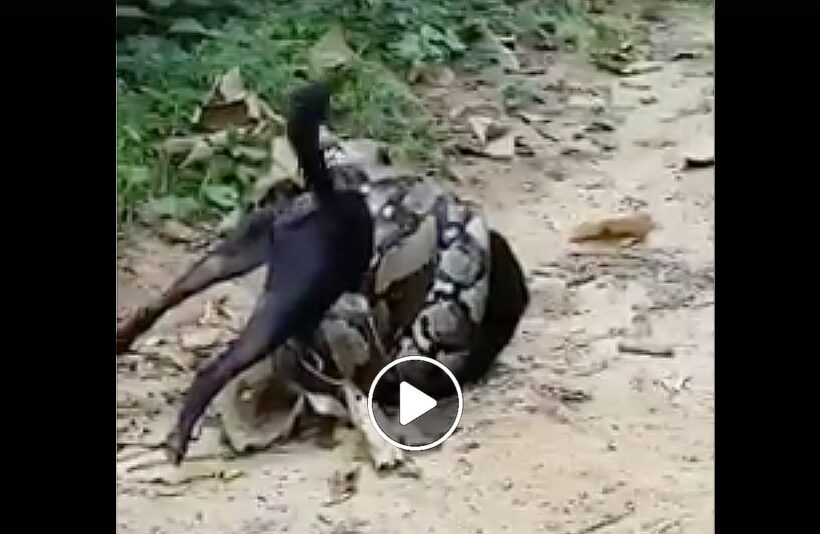 Persistent Python vs Dog