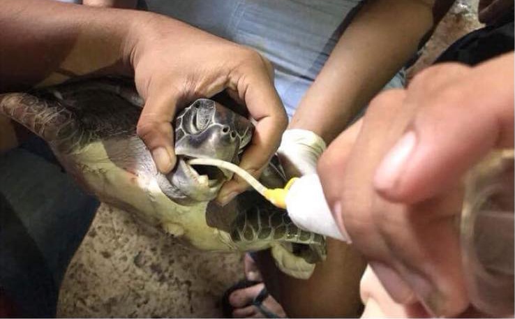 Green turtle found in Chantaburi, full of plastic