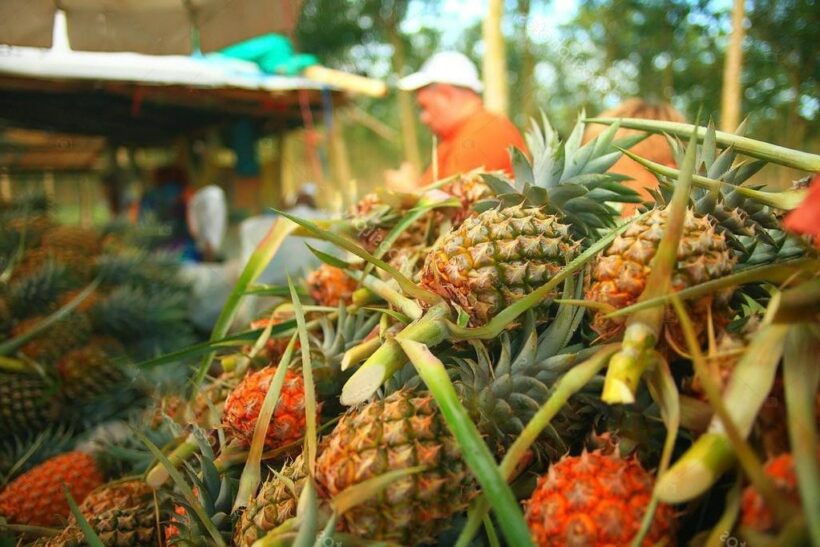 Chiang Rai: Province tackling pineapple oversupply