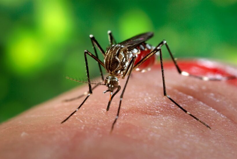 Governor warns of dengue fever this rainy season – Phuket