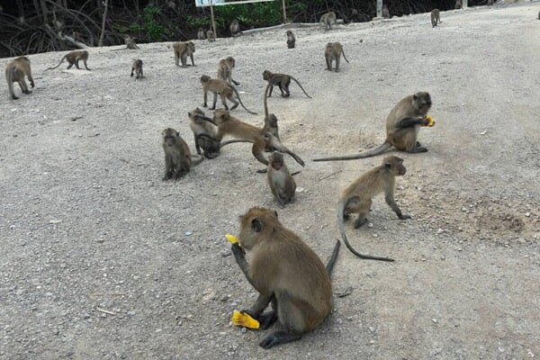 Monkey’s birth control starts in Phuket | News by Thaiger