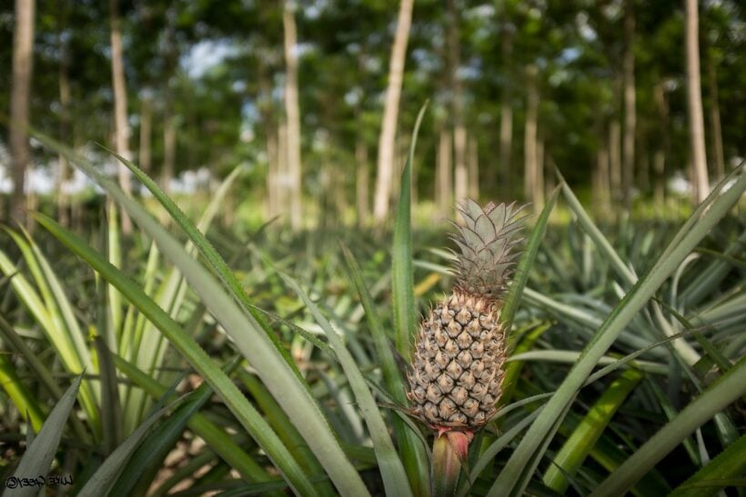 Pineapple farmers to sell crops in PTT stations nationwide