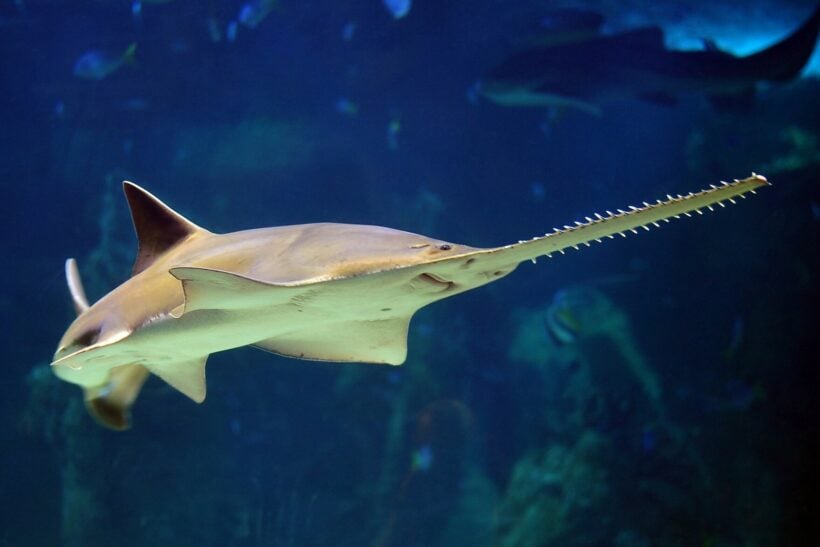 Some stingray and sawfish species now declared ‘protected’