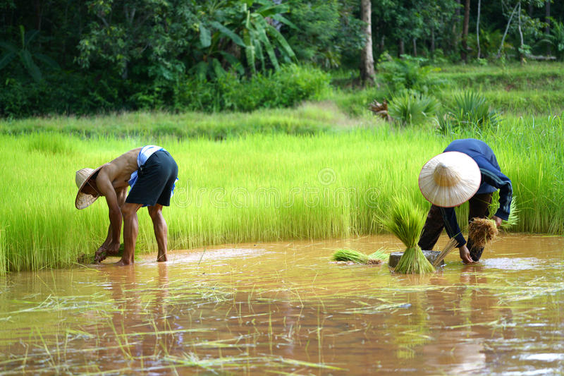 Paraquat and other farm pesticides to be phased out – PM assures protesters