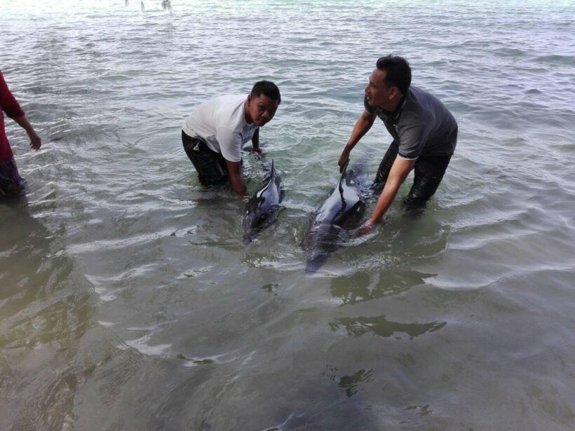 พบโลมาถูกคลื่นซัดมาเกยตื้นที่หาดคลองสนเจ้าหน้าที่รับตัวมารักษาที่ภูเก็ต | The Thaiger
