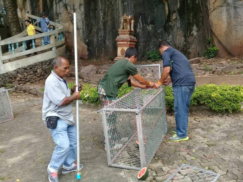 Tiger Cave Temple monkeys getting sterilised in Krabi