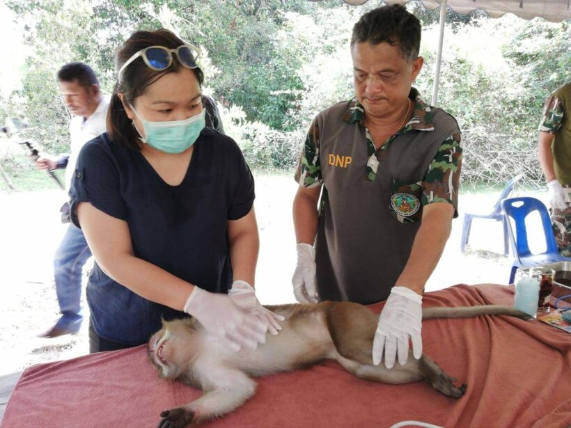 ทำหมันลิงวัดถ้ำเสือ ก่อนปล่อยคืนป่า เหลืออีก 800 ตัว | The Thaiger