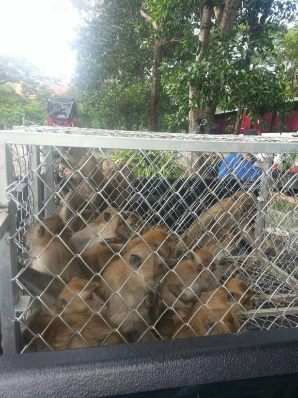 จับลิงวัดถ้ำเสือ ทำหมัน ปล่อยเกาะ ลดประชากรลิง | The Thaiger
