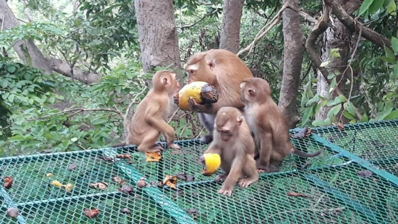 Koh Payu monkeys get a seafood feast | News by Thaiger