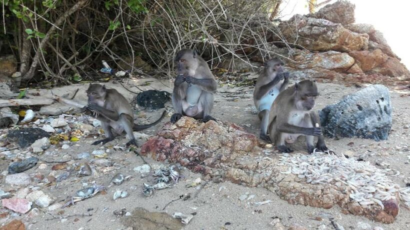 Koh Payu monkeys get a seafood feast