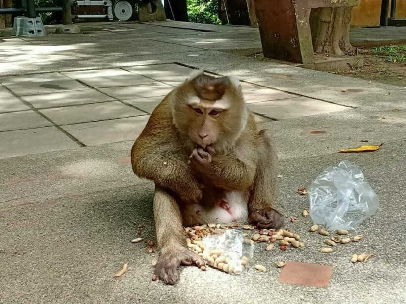 Koh Payu monkeys get a seafood feast | News by Thaiger