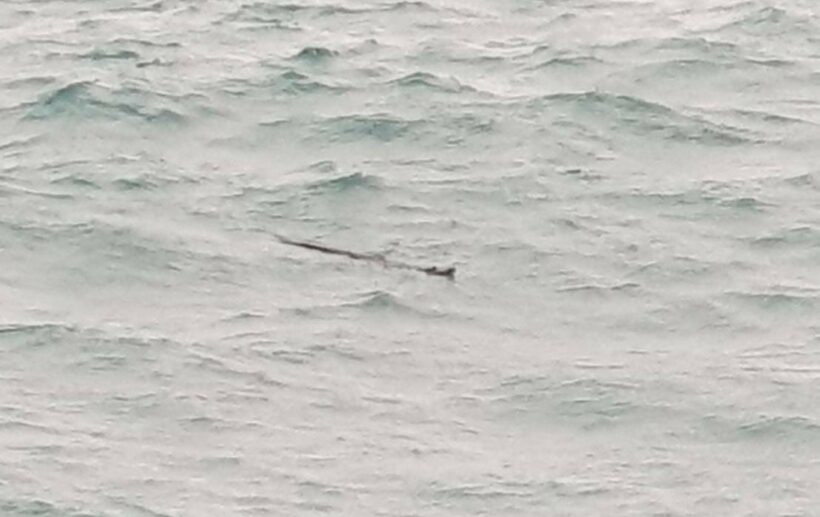 ‘Crocodile-like’ creature spotted swimming at Yanui Beach