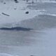Should Phuket’s beaches be closed until this crocodile captured. | The Thaiger
