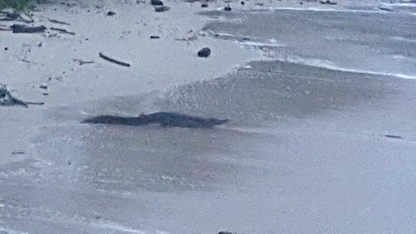 Phuket crocodile discovered on Kata Noi Beach