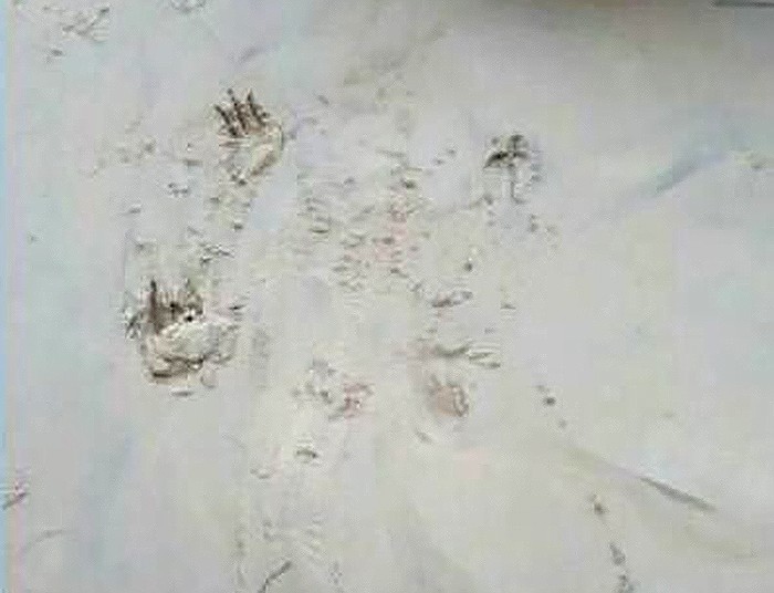 Croc tracks found on Bang Tao Beach