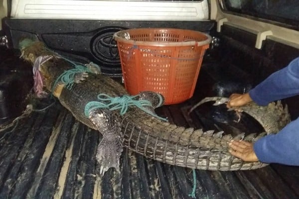 'Yanui' the crocodile is probably from a crocodile farm | News by Thaiger