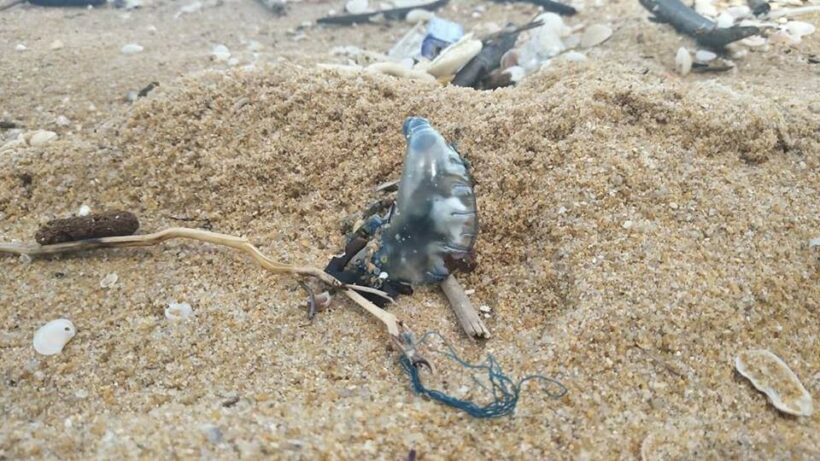 Phuket lifeguards warn about blue-bottles