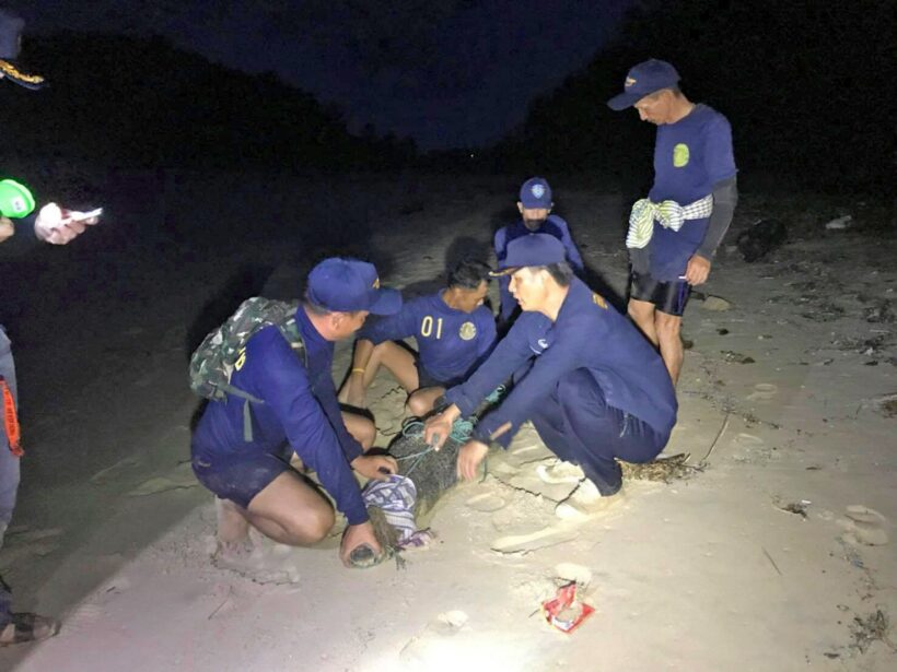 Gotcha! Phuket’s crocodile caught at Layan Beach