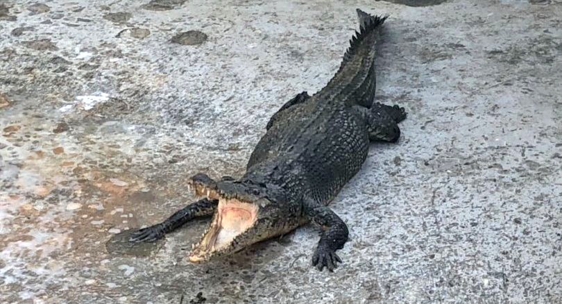 Croc breeders, you have until August 10 to register your crocodile – Phuket Governor