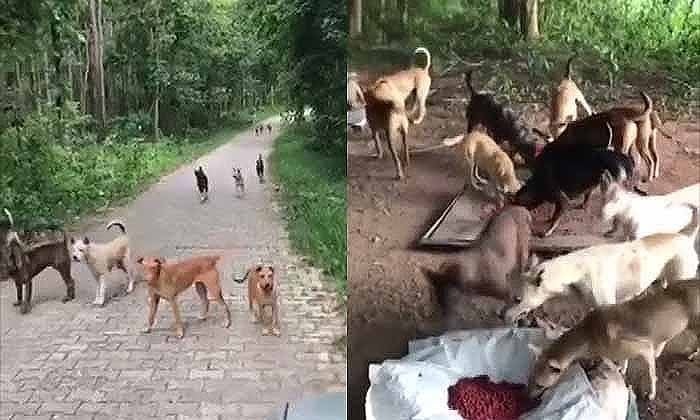 Chiang Mai: Stray dog problem around dams overwhelming volunteers