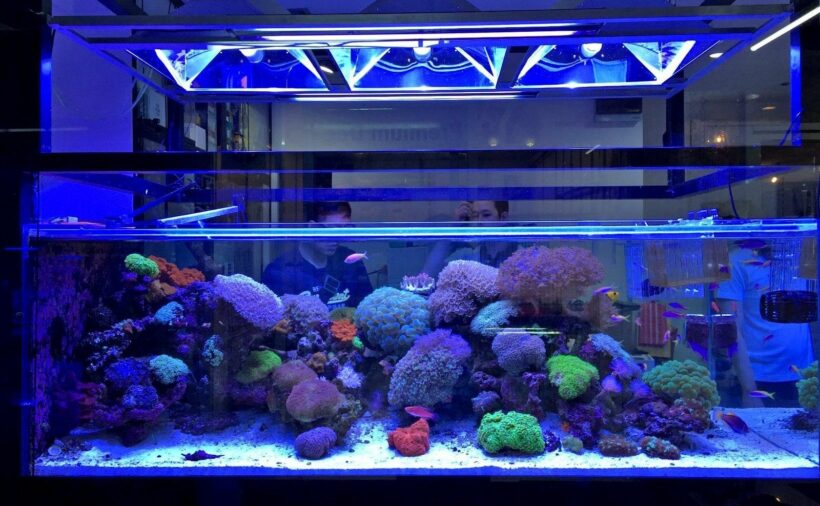 Officials seize decorative corals in Chatuchak, Bangkok