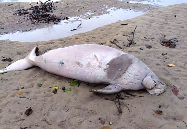 Dead dugong found off Phang Nga