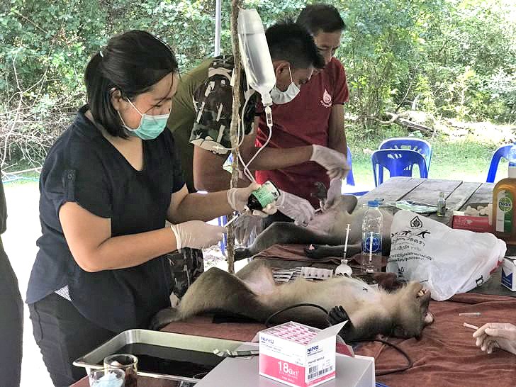 Krabi tackles macaque population control