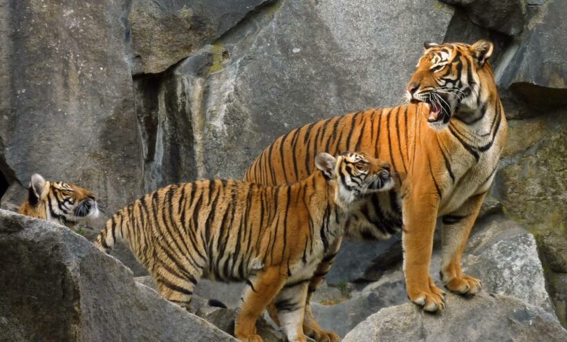 New Discovery of Second Tiger Population in Thailand Found in Thap Lan  World Heritage Park, News