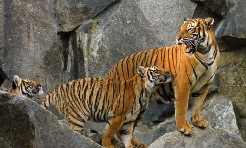 Cubs offer hope for Indochinese tigers in Thap Lan National Park, Thailand, News