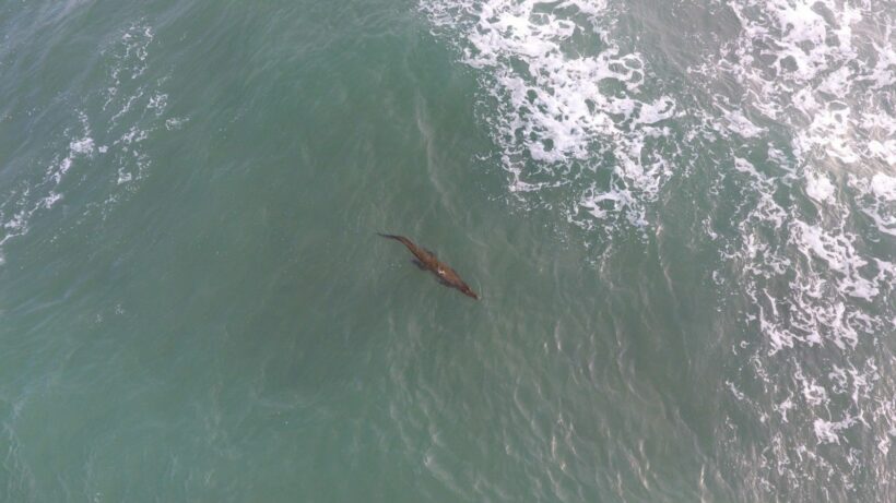 Phuket’s croc watch takes to the skies over Layan Beach